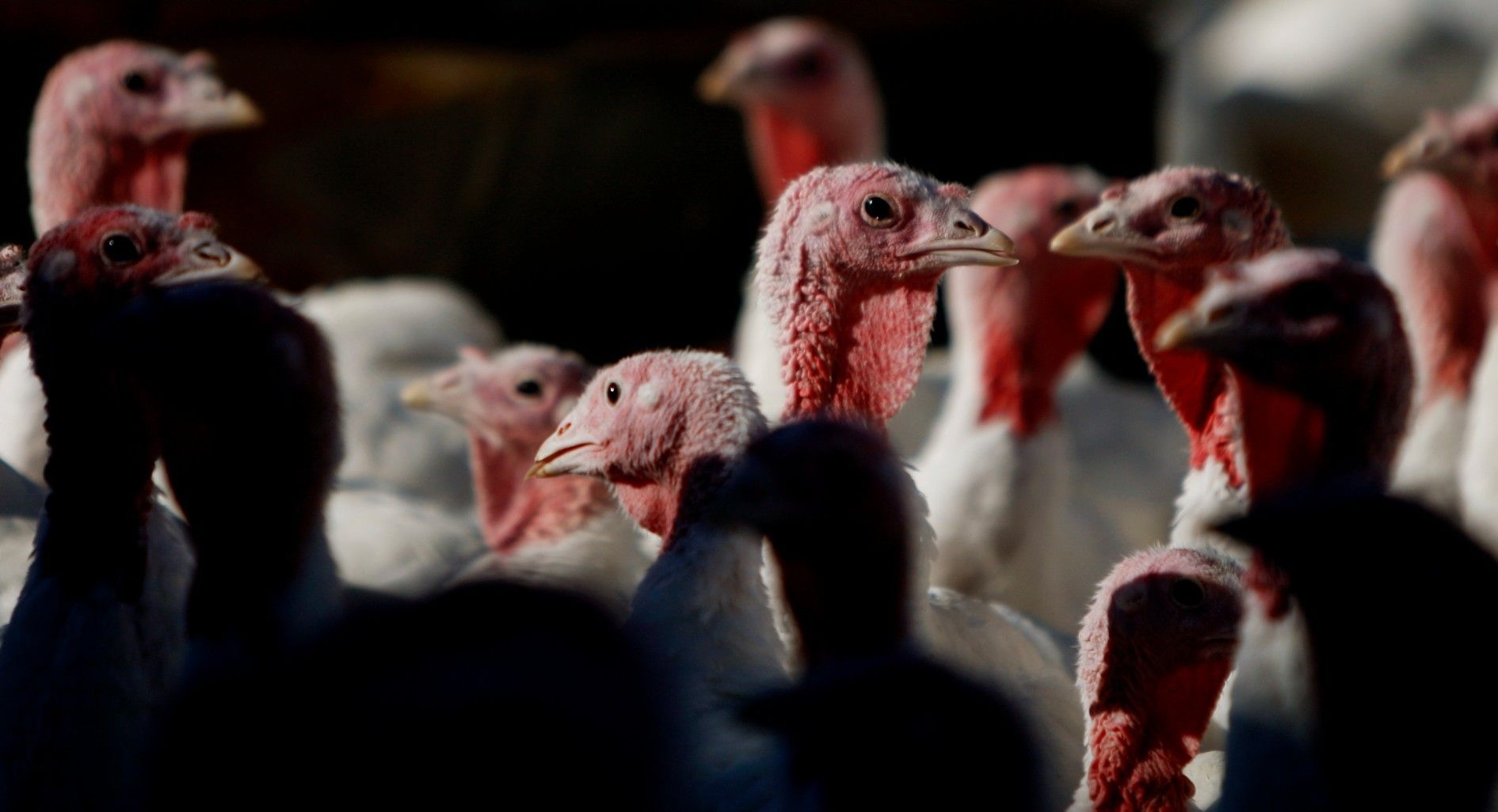 Hutterite turkeys